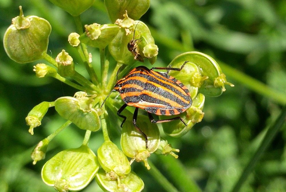 насекомое, клоп - Щитник Линейчатый