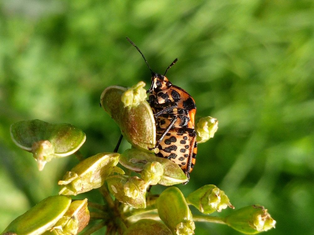 насекомое, клоп - Щитник Линейчатый
