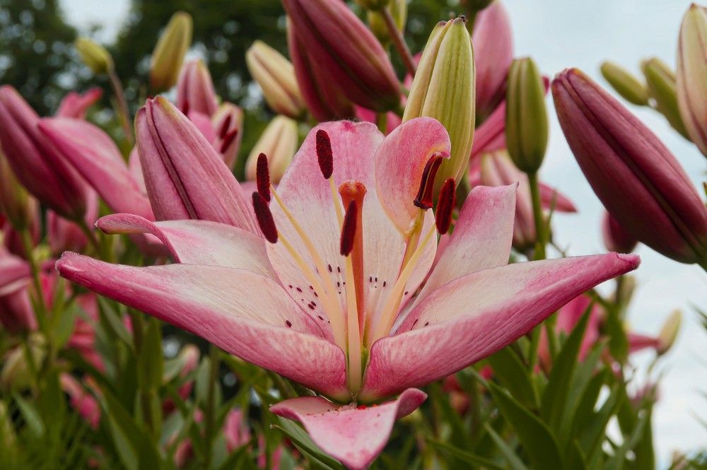 Photograph by Dark Ambient