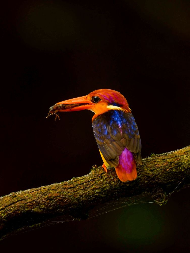 Photograph by Leela Hemachand Gera