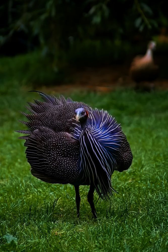 Фотография автора Jaroslav Hanzalík