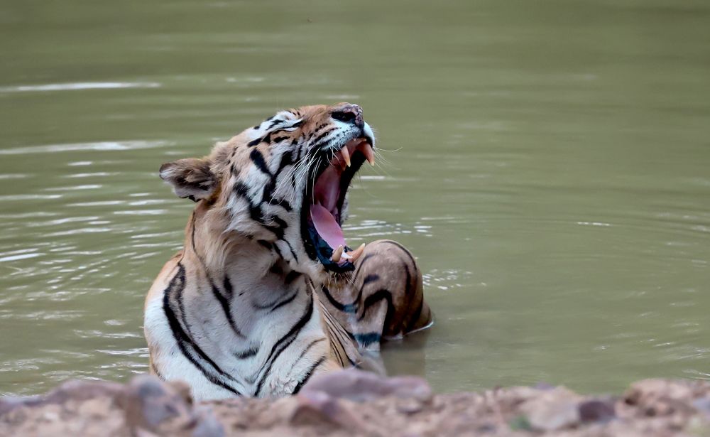 Don't you disturb me in my pool!