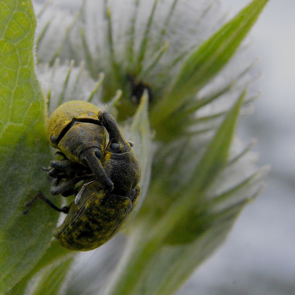 Поцелуй долгоносиков.