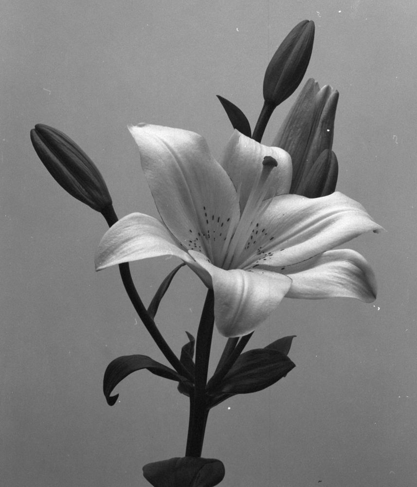 Photograph by Александр Старцев