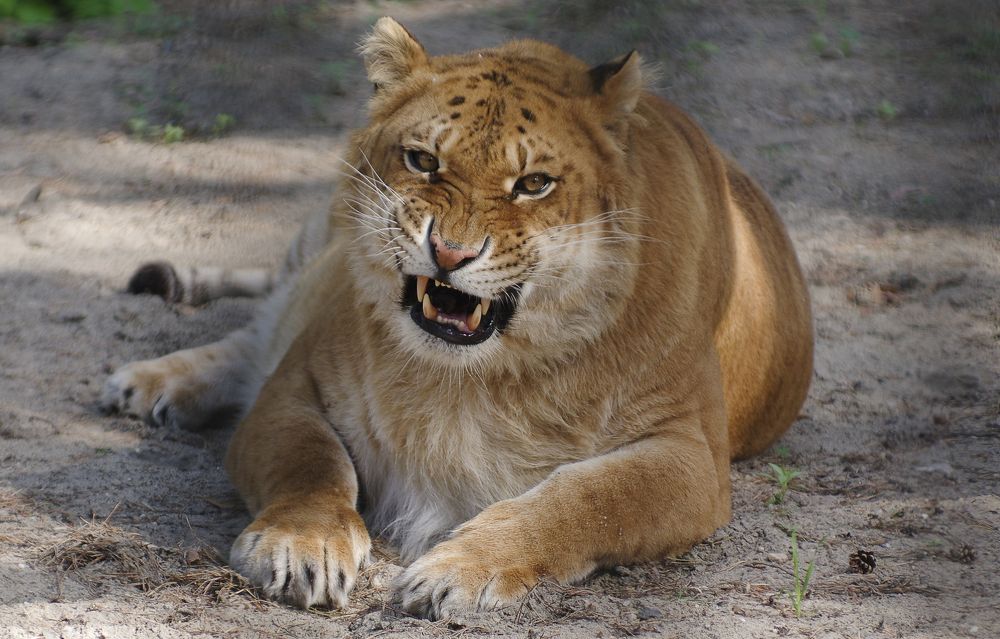 Photograph by Михаил Измайлов