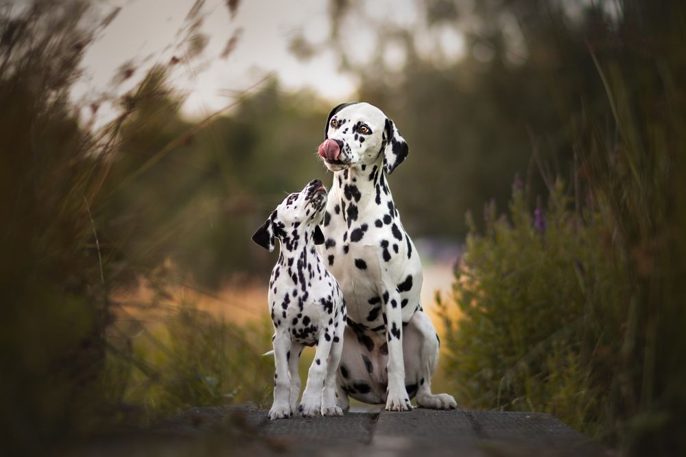 Фотография автора By Meert Eline