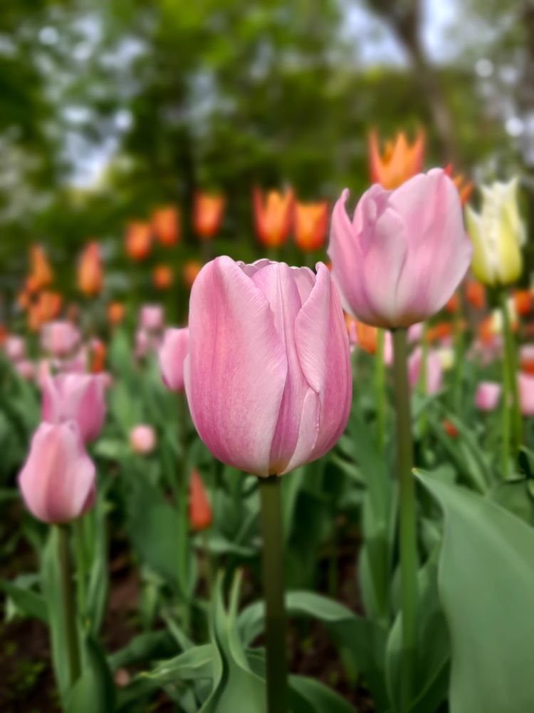Фотография автора Светлана Дунаева