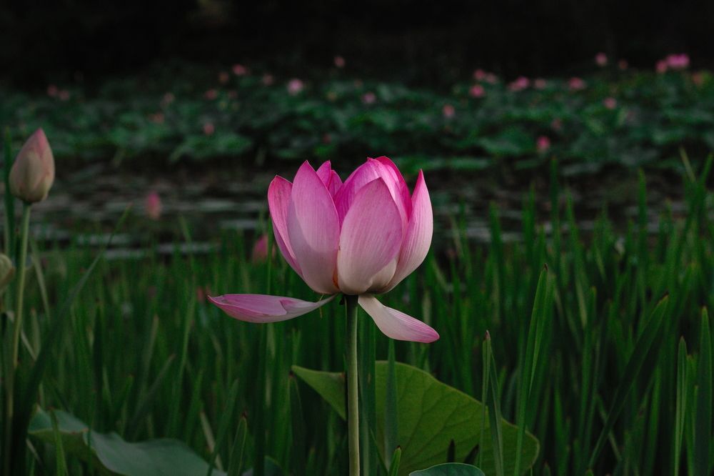 Photograph by Nina Kiseleva