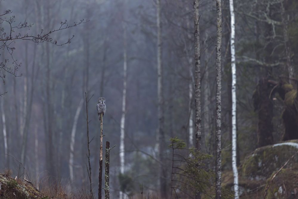 Photograph by Bharath Srinivasan