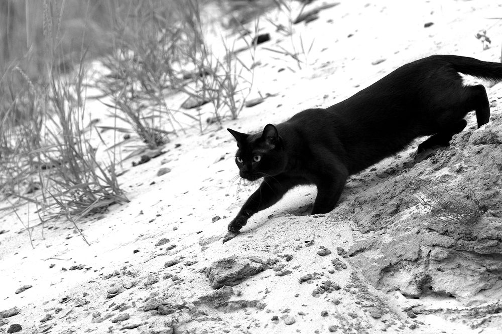 Фотография автора Надежда Лисицына