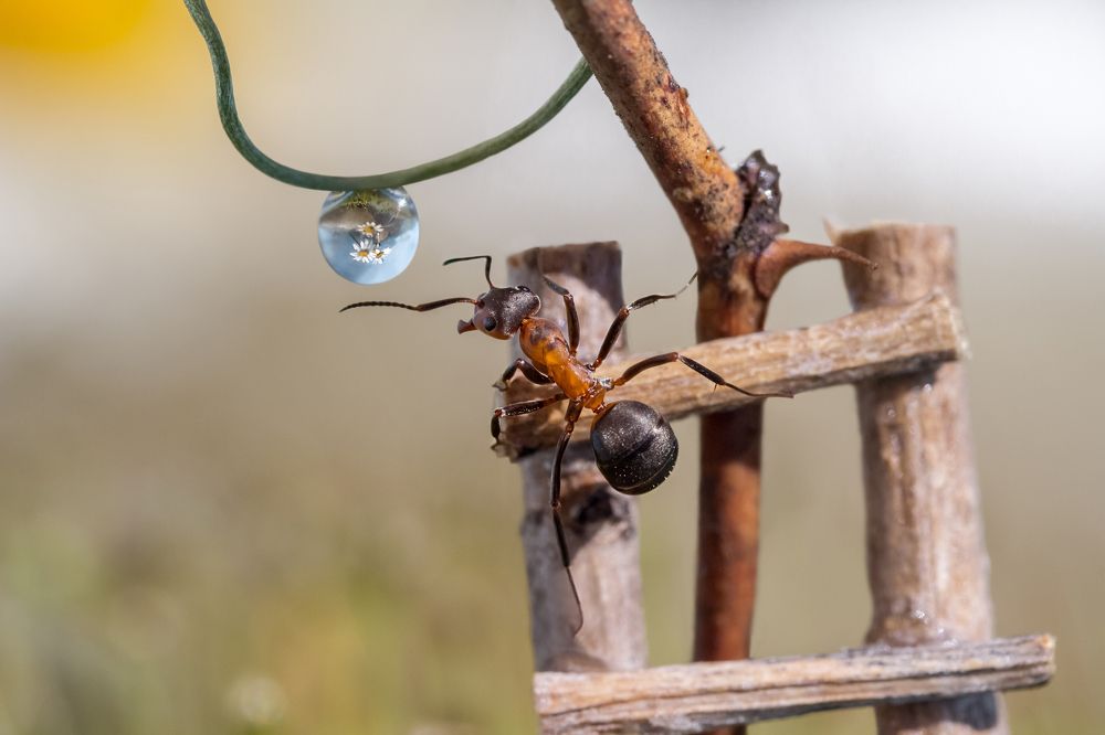 Дотянуться до капельки