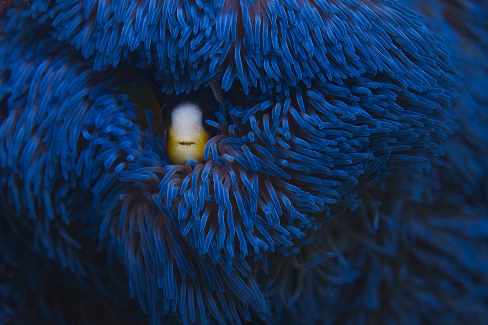 Photograph by Zola Chen