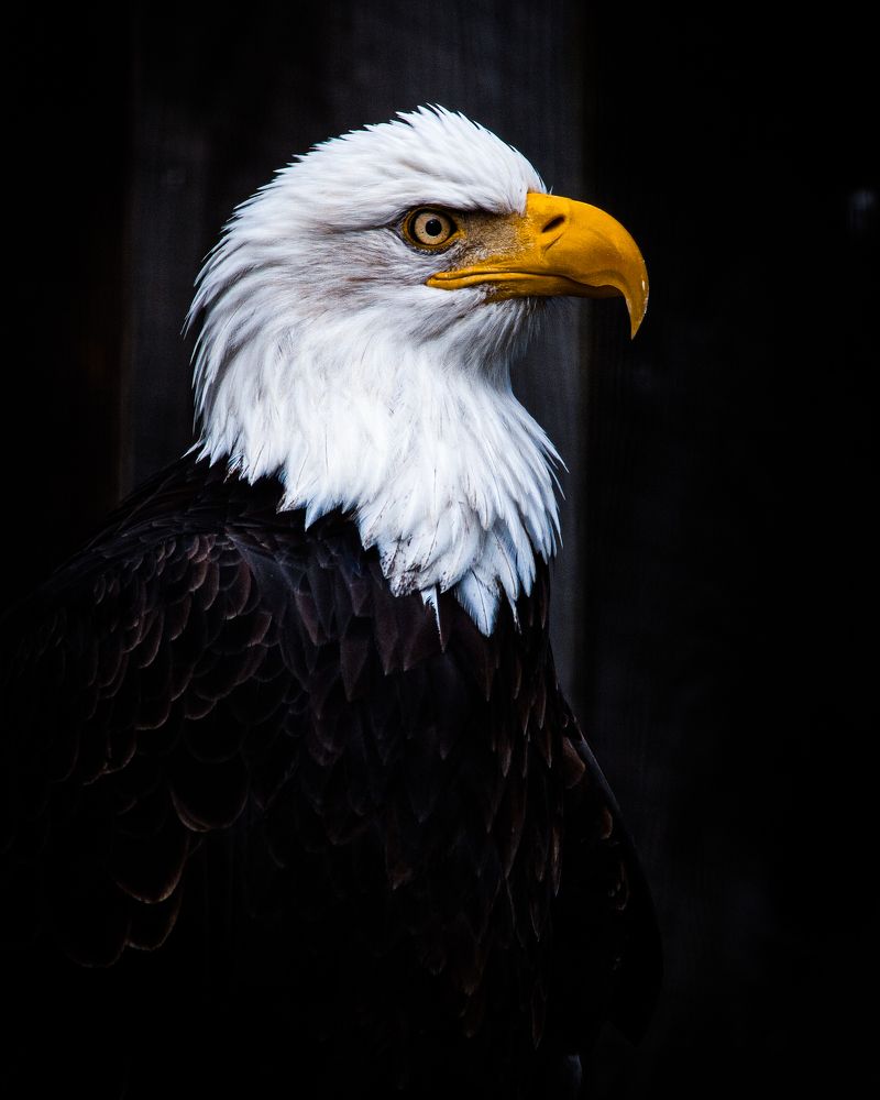 Bald eagle