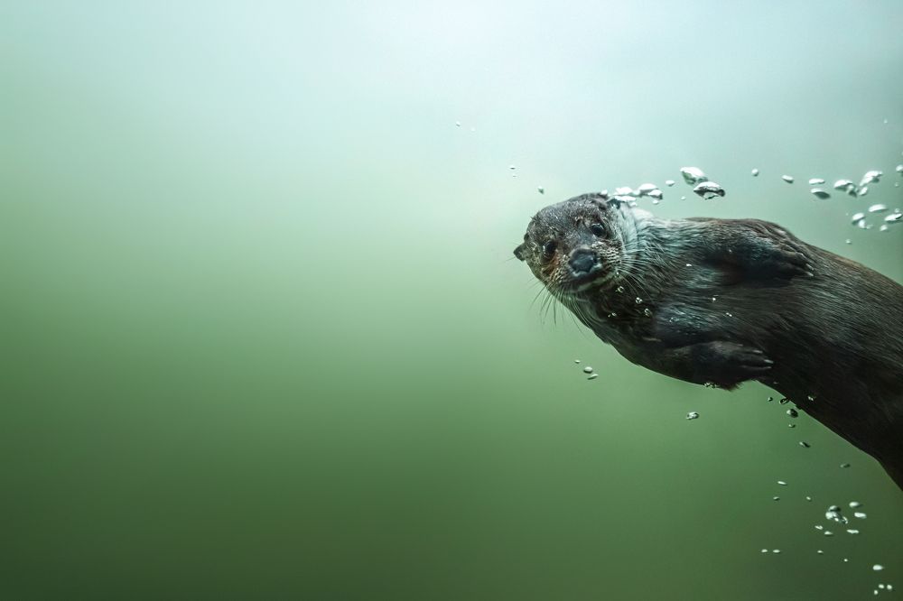 Photograph by Наталия Юданова