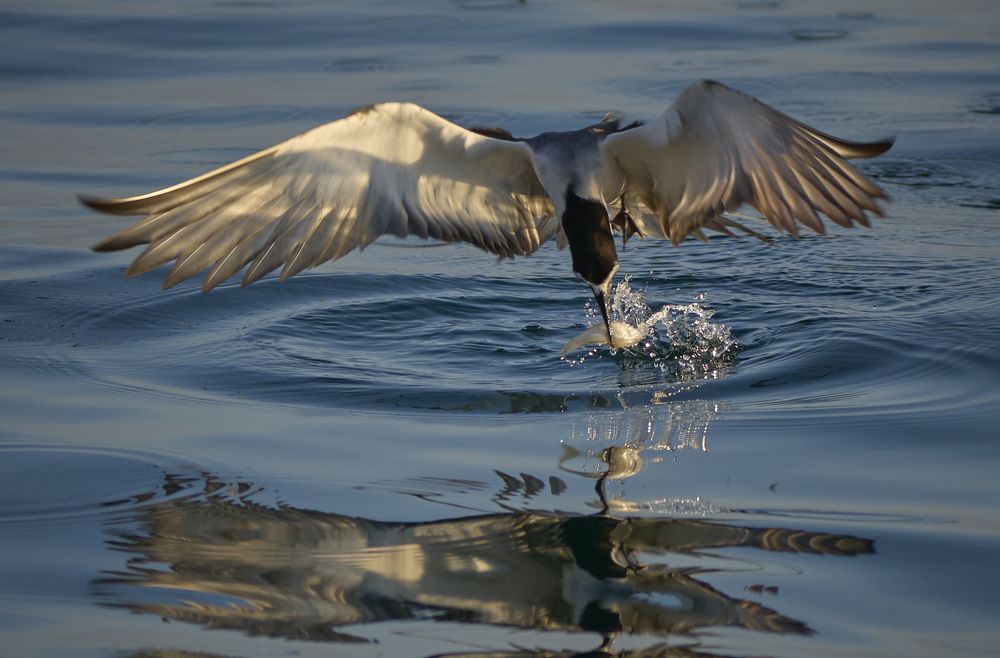 Фотография автора Maurice Leung