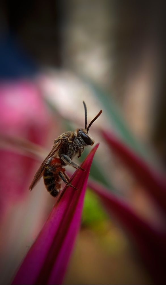 Photograph by Hasaral Abeyrathna