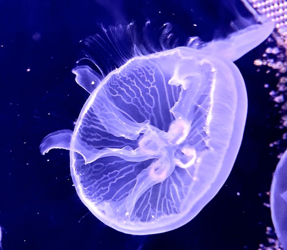 Фотография автора Мария Коледа