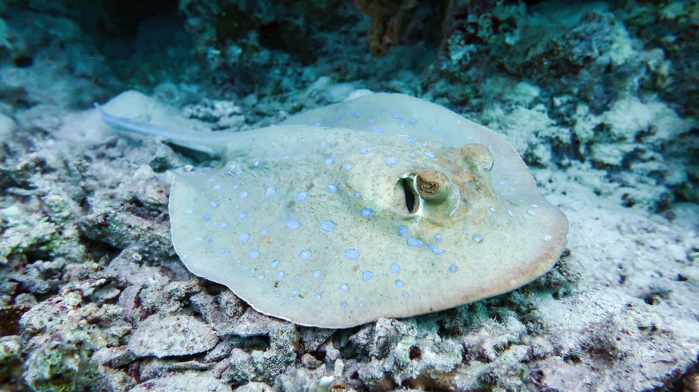 Bluespotted ribbontail ray (Taeniura lymma)
