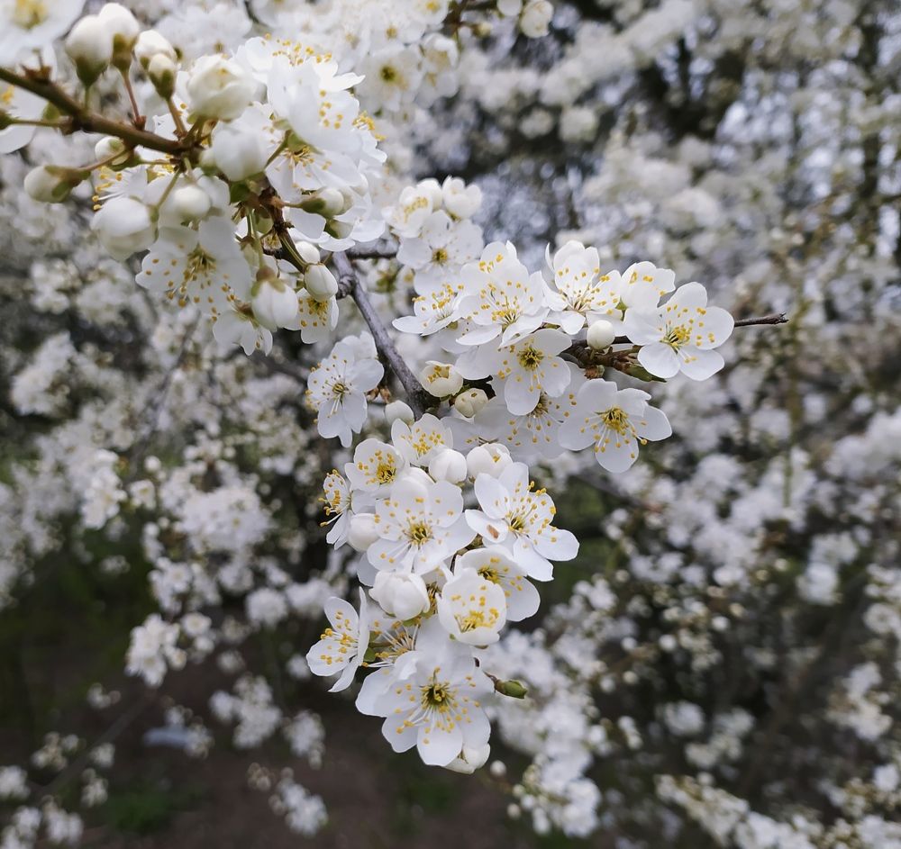 Photograph by Ирина Половцева