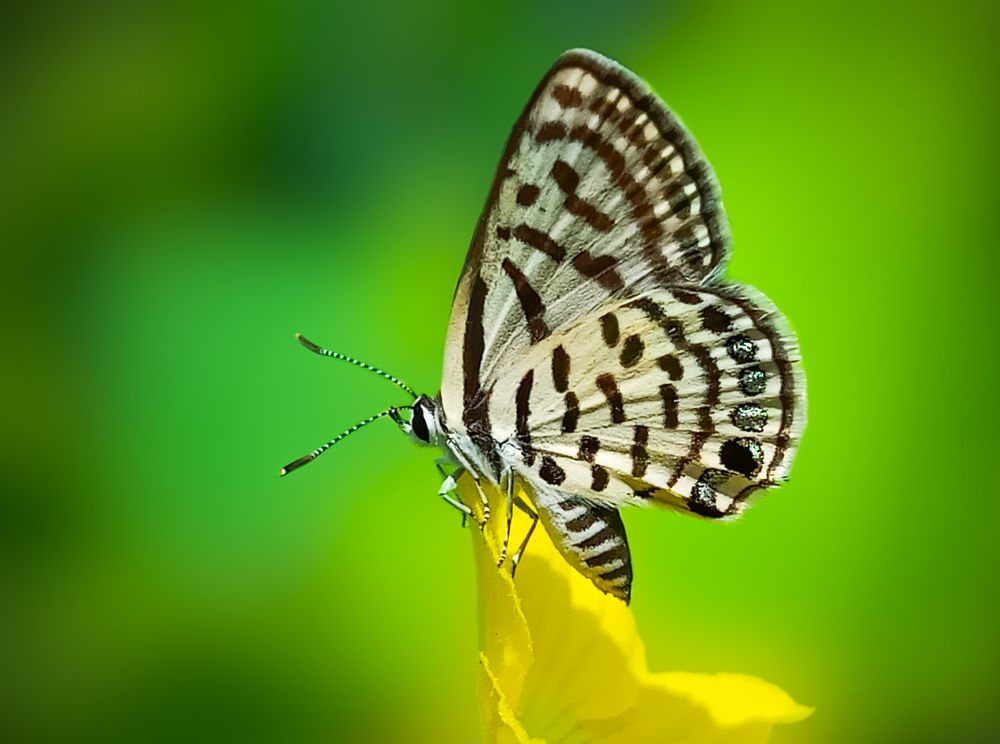 Photograph by Harshad vaghela