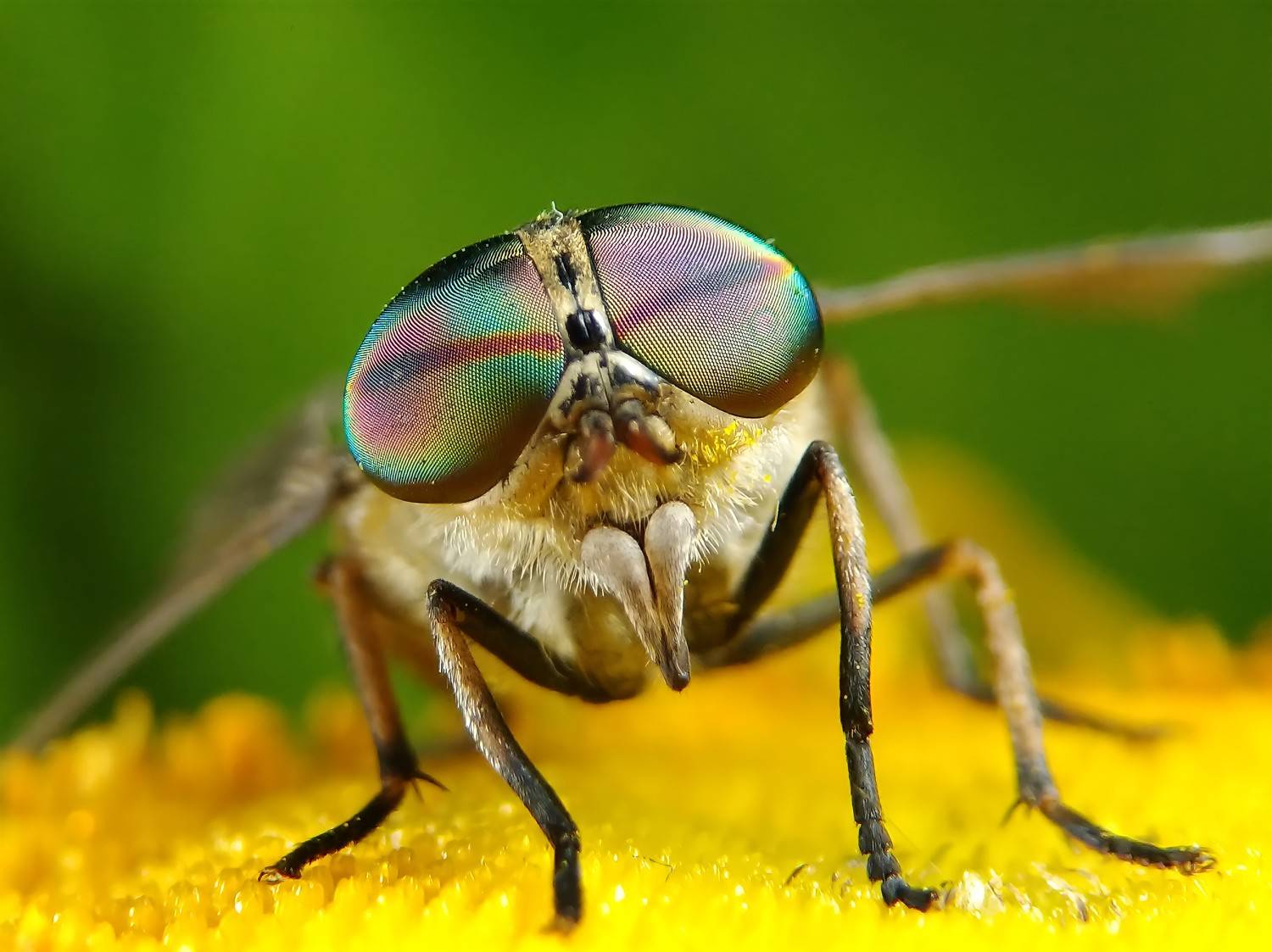 Eyes