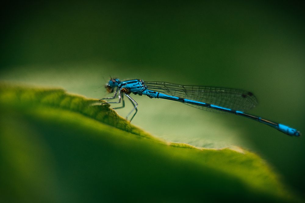 Фотография автора Анжелика