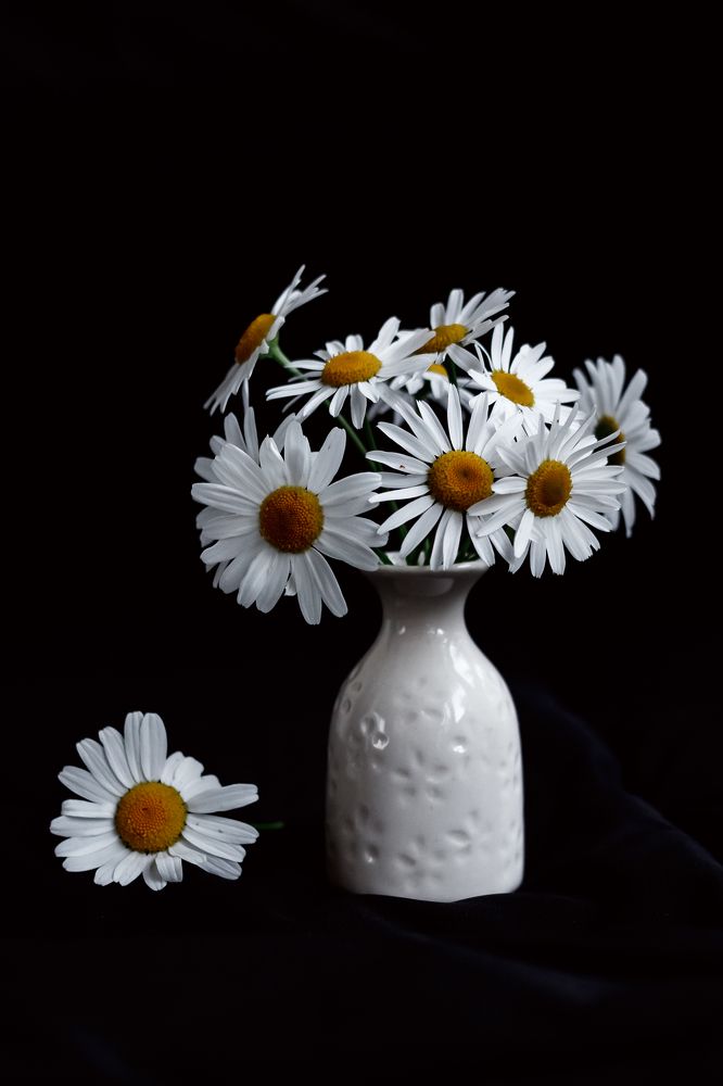 Ромашки на чёрном