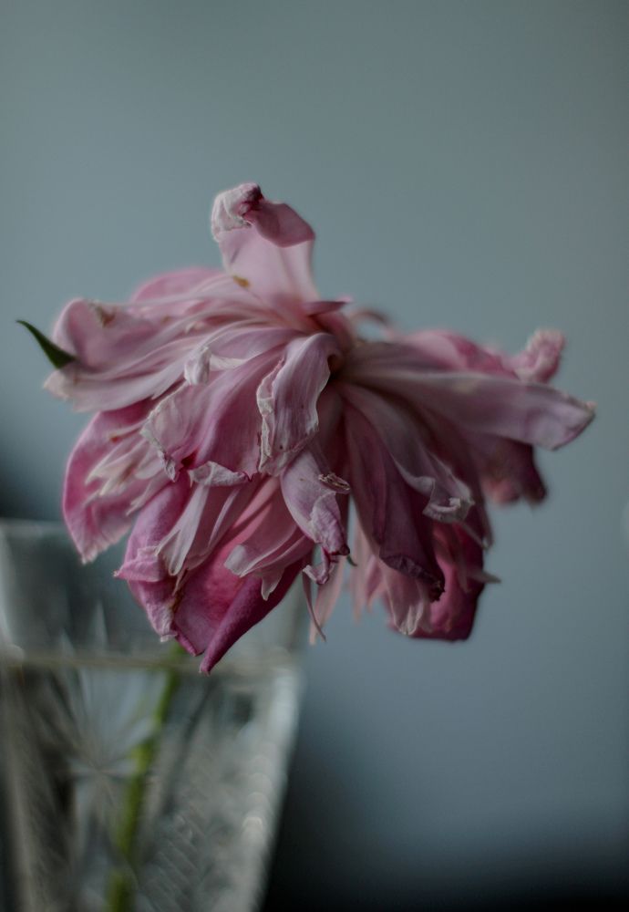 Wilted peony
