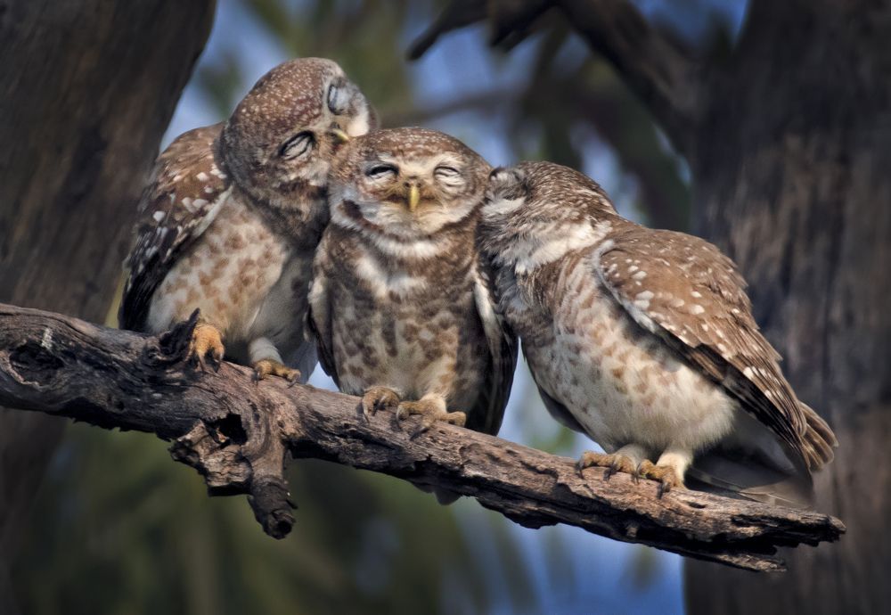 A lick and a promise