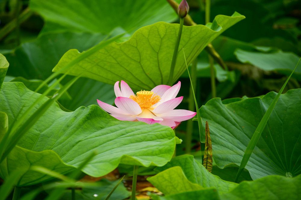 Photograph by Олег Волков