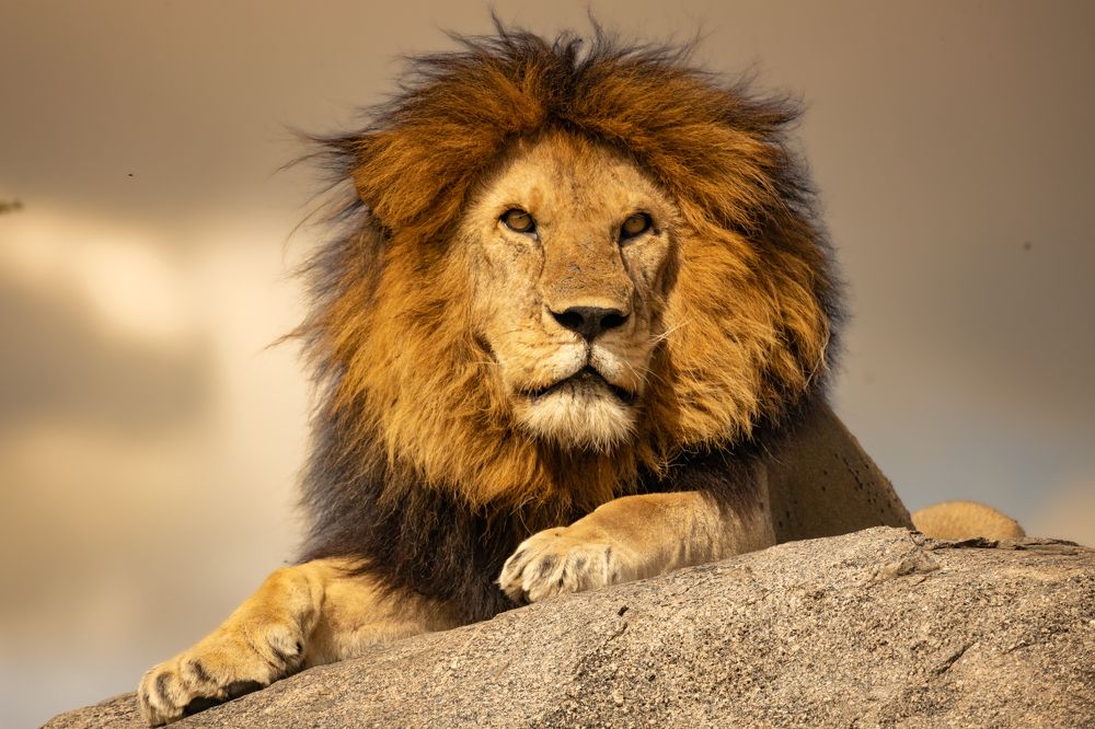 Photograph by Raquel Barao