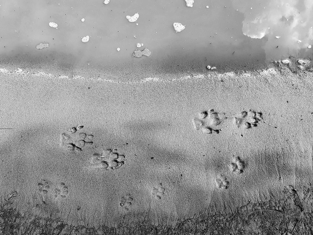 Фотография автора Надежда Лисицына