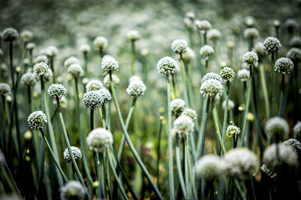 Photograph by behzad homayouninejad