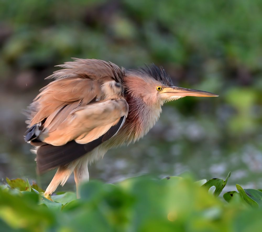 Photograph by Abhishek Manna