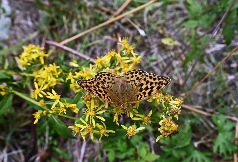 Цветы и насекомые