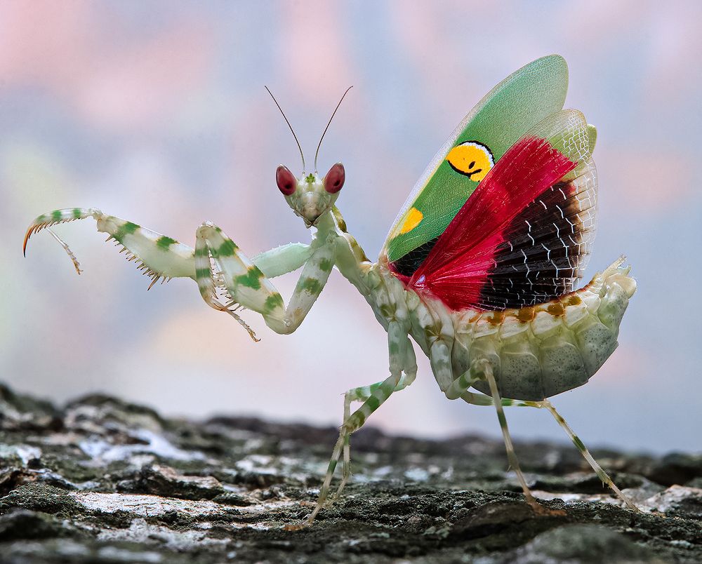 Jeweled Flower Mantis - Creobroter Gemmatus