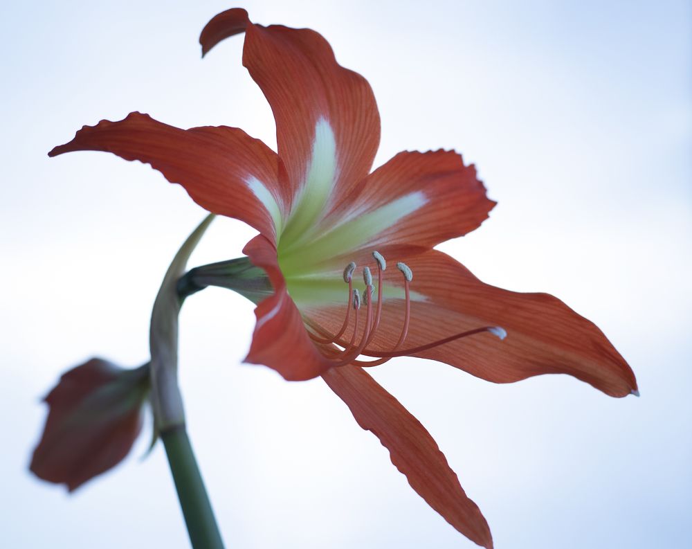 Photograph by Светлана Тарханова