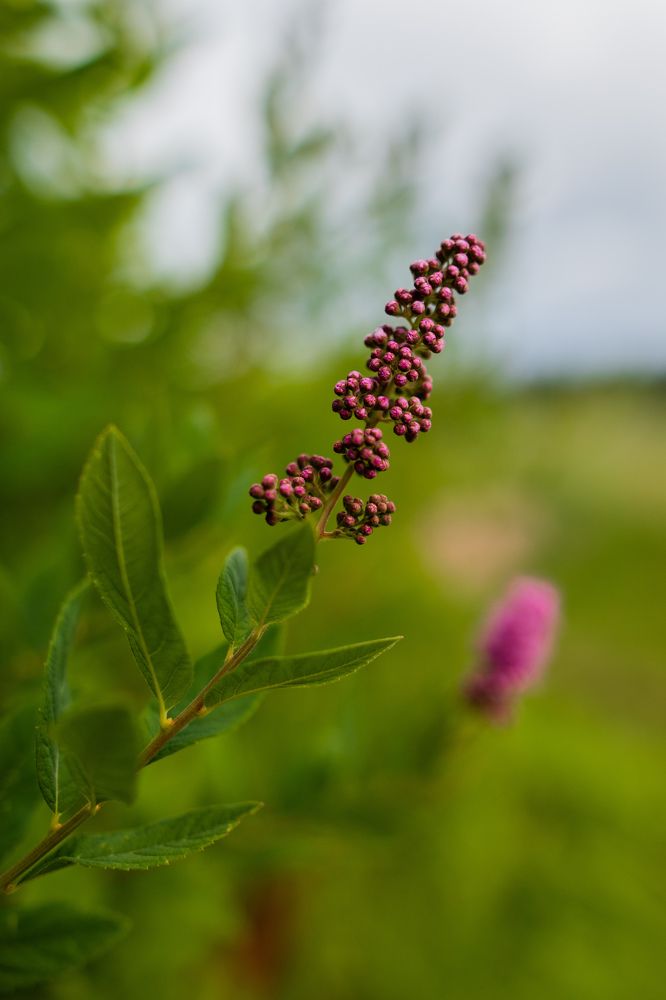 Photograph by Наталья Шорникова