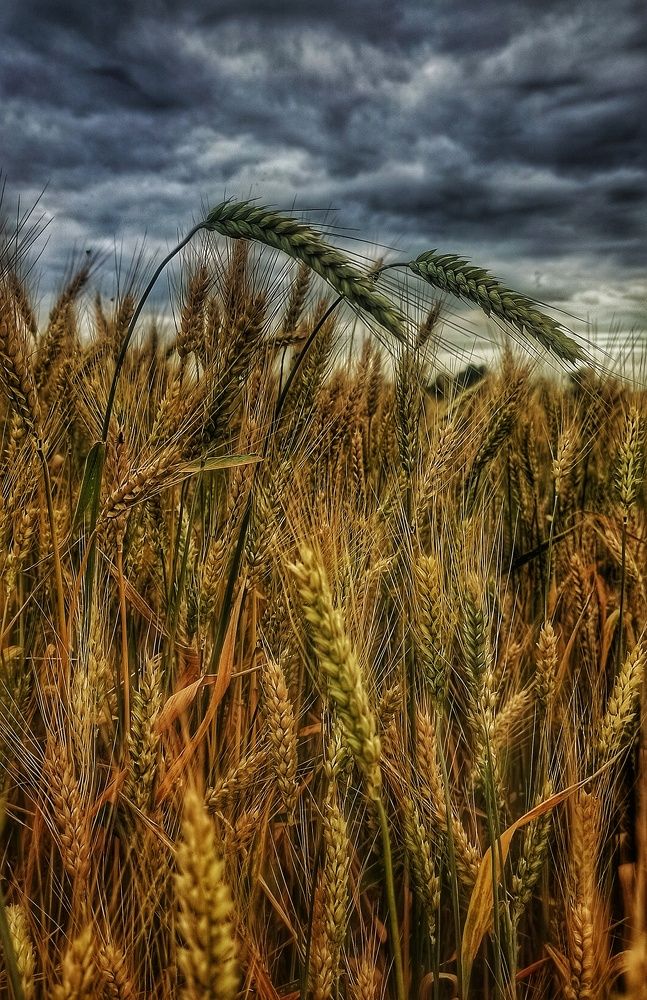 Photograph by Natalya Isichenko