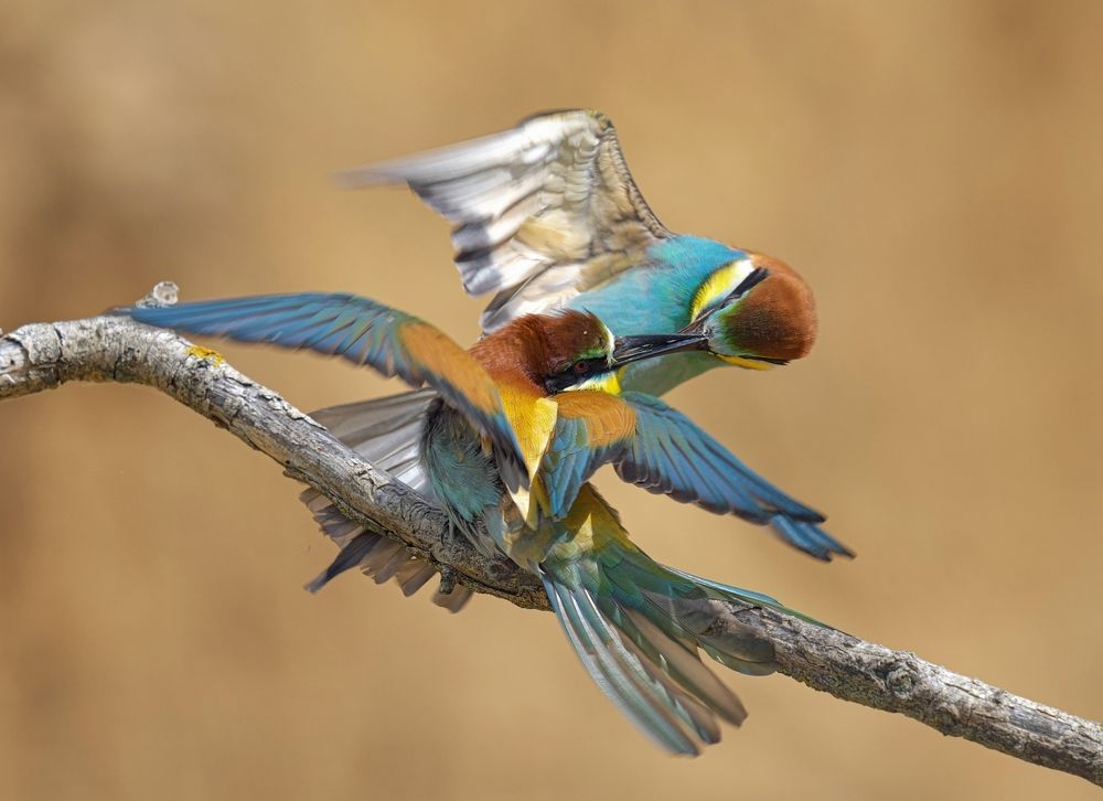 Photograph by Олег Есиков