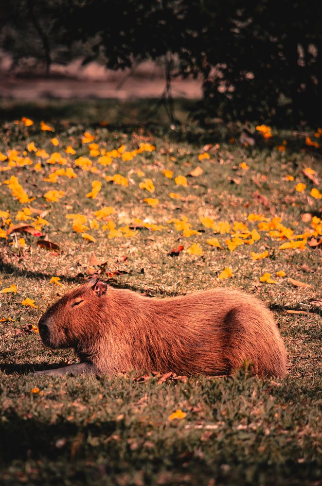 Photograph by Henrique Carlos