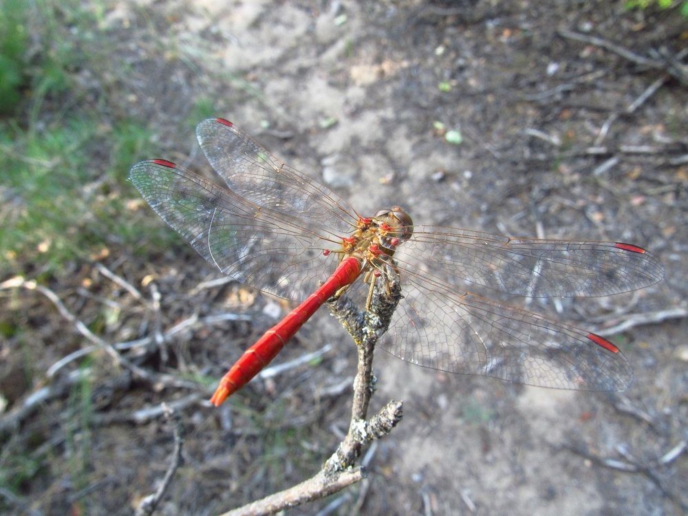 Photograph by Денис Веску