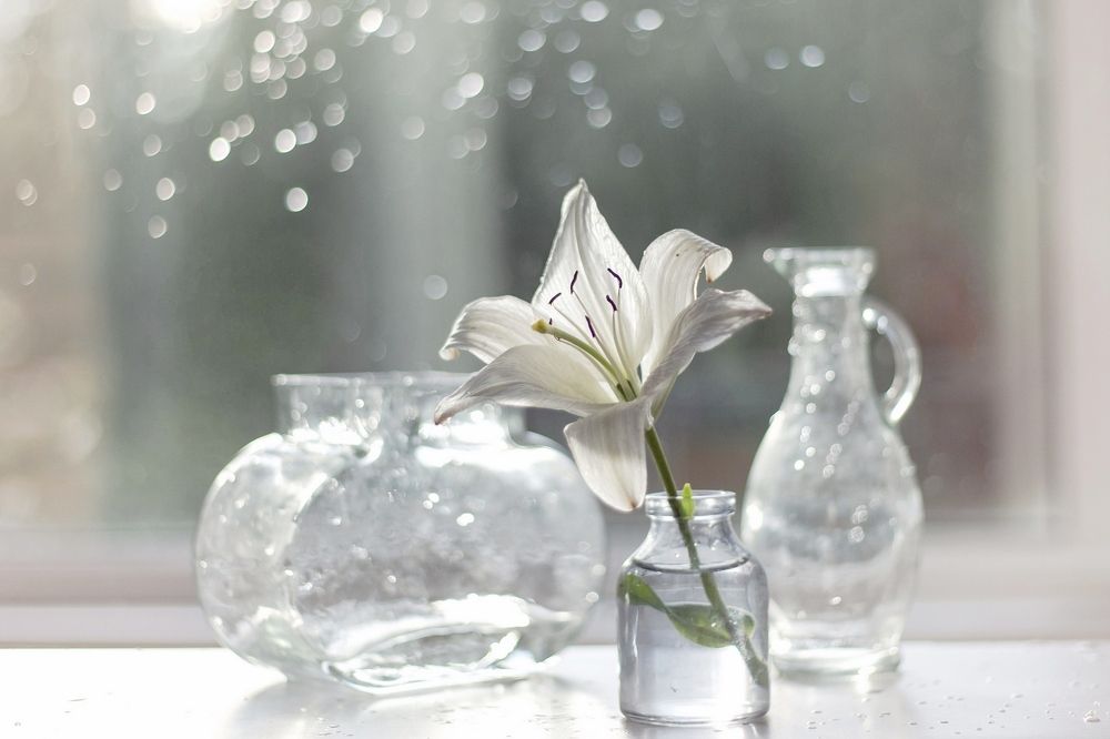 Летние ливни и лилия.