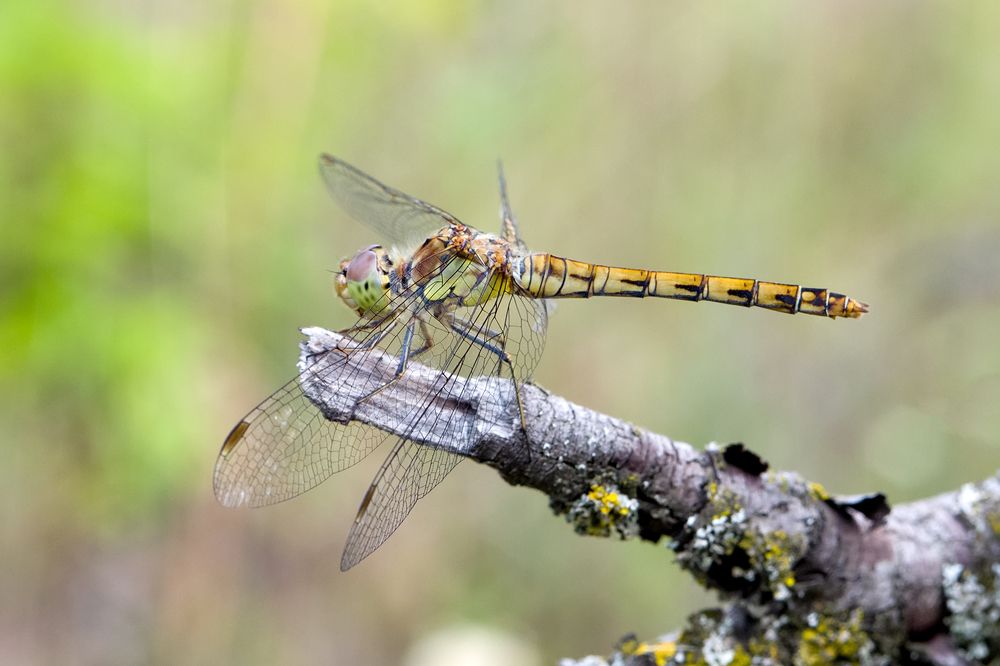 Photograph by Владимир Богданов