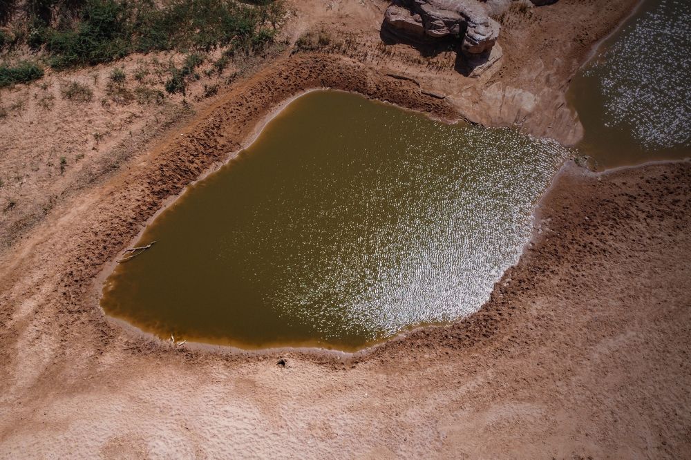 Crocodiles at the bank