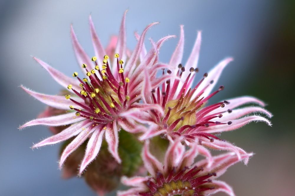 Photograph by Irina Ricova