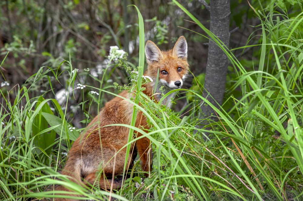 Любопытный лисёнок…