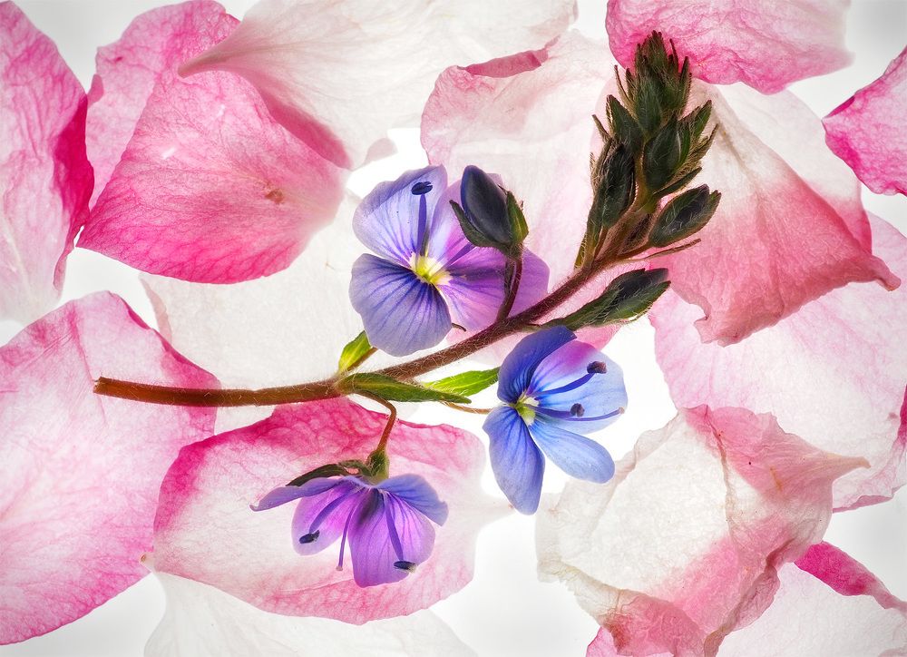 Photograph by Елена Харитонова