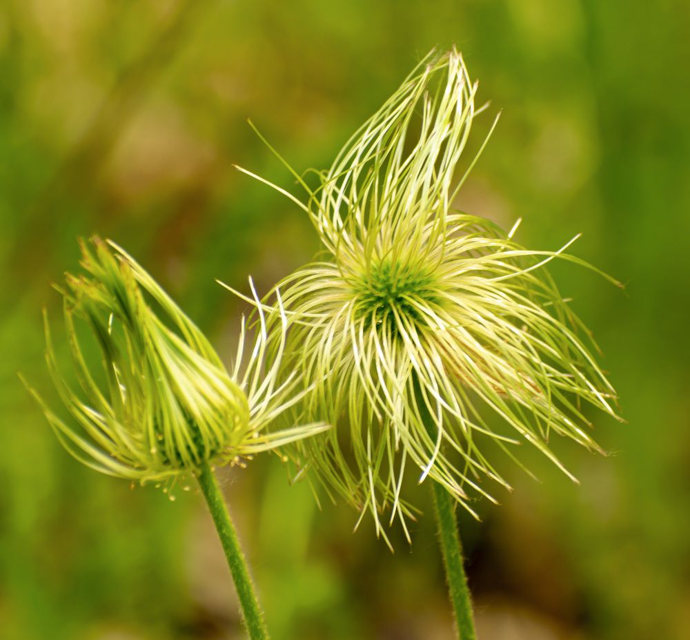 Смена прически у цветка Прострел