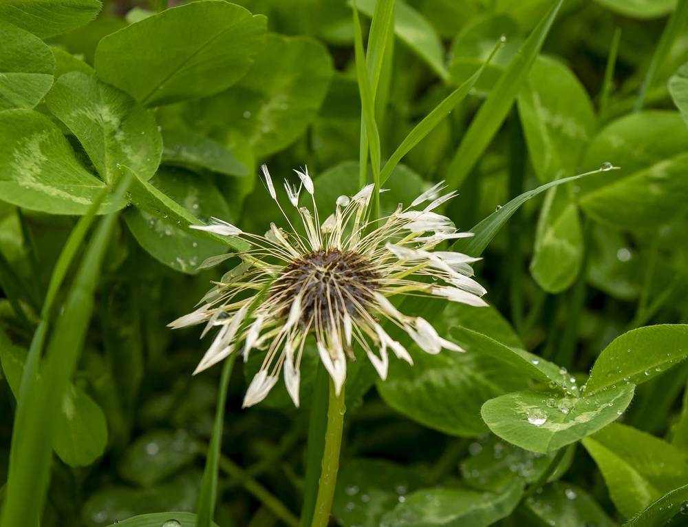 Неожиданный одуванчик